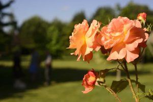 Rose du parc de la Maison d'Anaïs